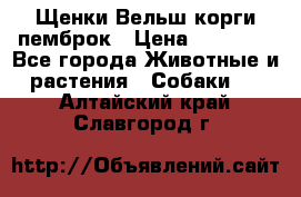 Щенки Вельш корги пемброк › Цена ­ 35 000 - Все города Животные и растения » Собаки   . Алтайский край,Славгород г.